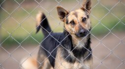 The Importance of Strengthening New York’s Animal Cruelty Laws