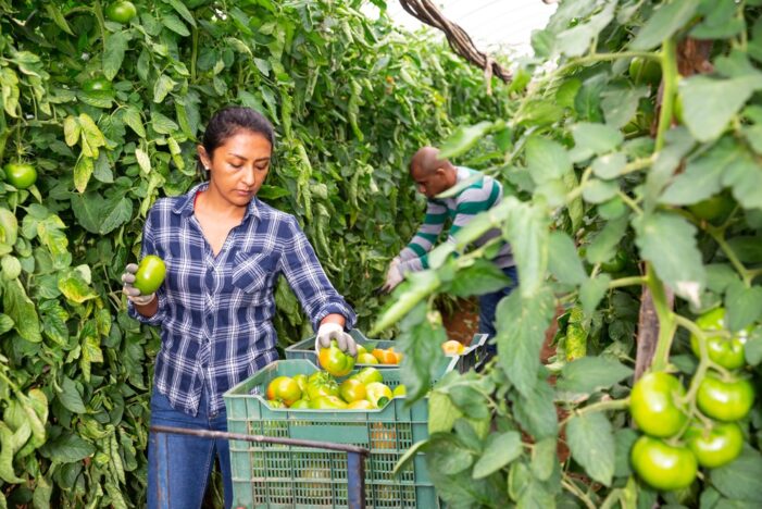 Hiring Foreign Seasonal Workers Doesn’t Hurt American Workers, New Study Finds