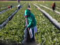NYS Department of Labor finalizes farm worker overtime regulations