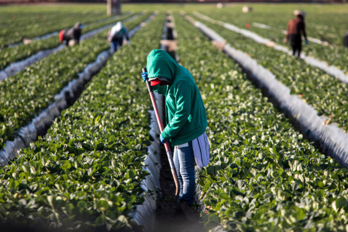 El Departamento de Trabajo del Estado de Nueva York finaliza las regulaciones de horas extras para trabajadores agrícolas